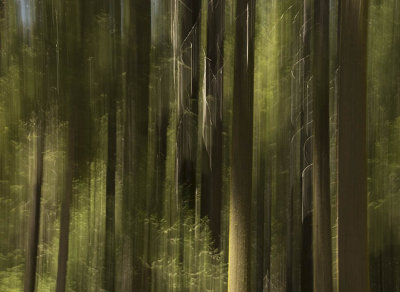 Spirit of the Sequoias