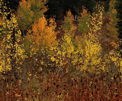  Autumn Backlit