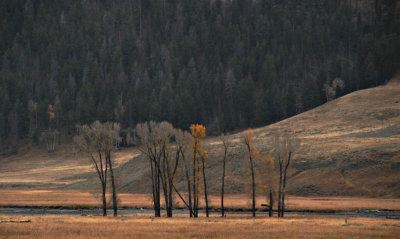  Fading Fall