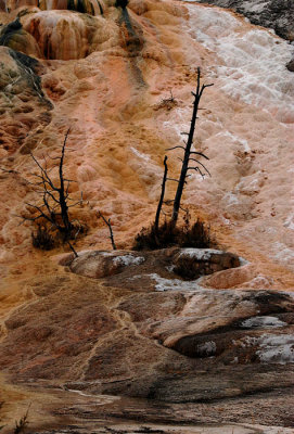  Mammoth Hot Springs