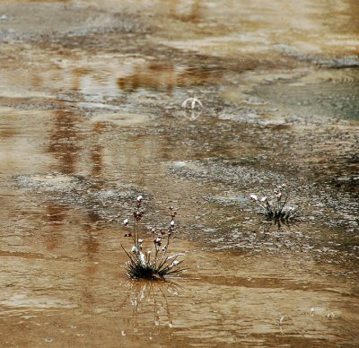  Plant Life Mud Volcano