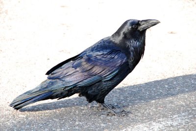 Raven Beauty