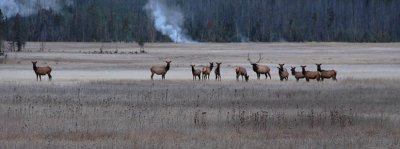  Bull Elk and His Ladies