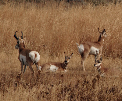  Pronghorn Antelope Family