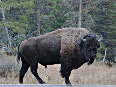 Bison in the Road