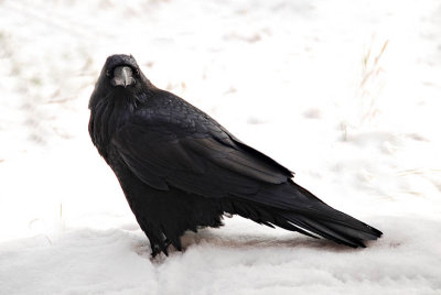  Raven in the Snow