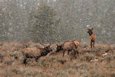  Elk in Snowstorm