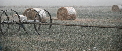  Making Hay in the Snow