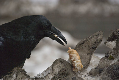Hungry Raven