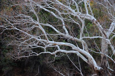 Branching Out