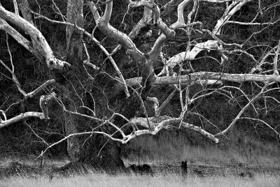 Treescape in Black and White