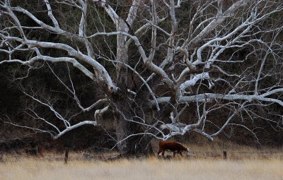 Treescape with Cow