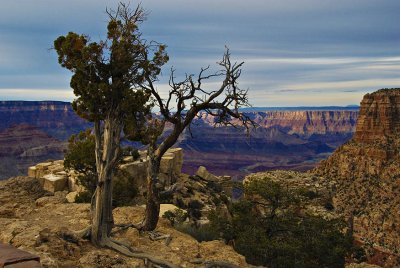 A Tree's-Eye View