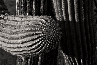 Portrait of a Cactus