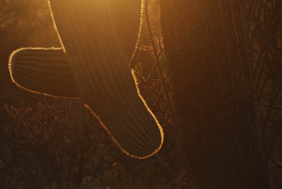 Fringed in Light