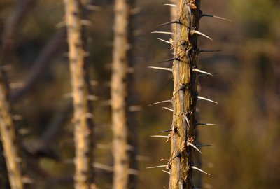 Thorny