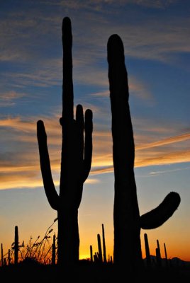  Cactus Couple
