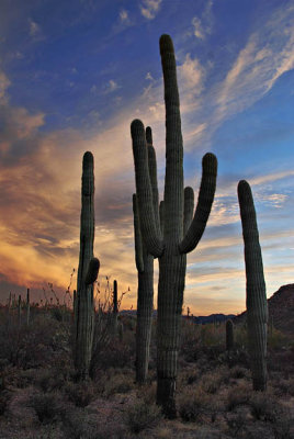 Desert Sunset