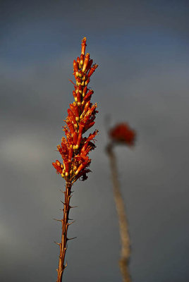 Ocotillo