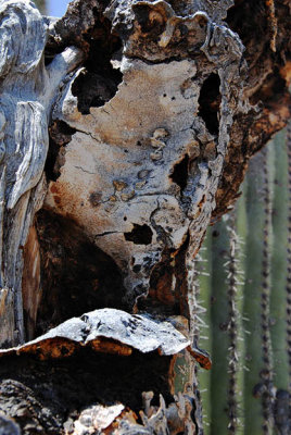 Cactus Core