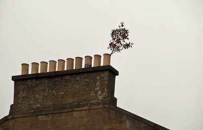 Chimney Arboritus