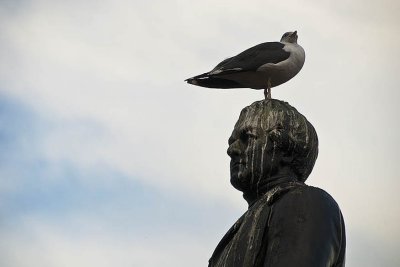  For the Birds