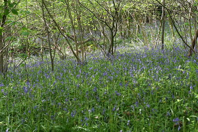Image148.JPG