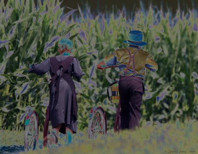 Shortcut Through the Corn Fields