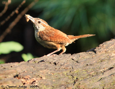 Carolina Wren