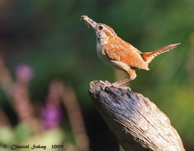 Carolina Wren