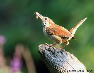 Carolina Wren