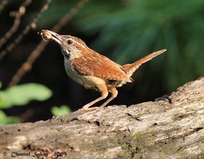 Carolina Wren