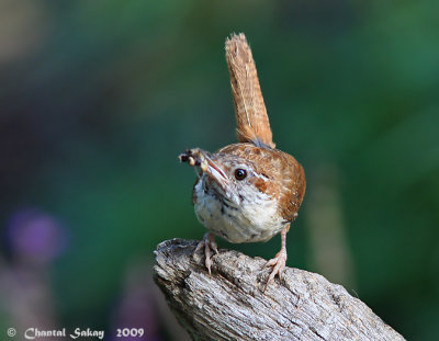 Carolina Wren