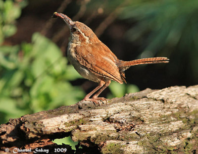 Carolina Wren