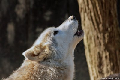 Speedwell Wolves - Wolf Sanctuary of PA - Lititz, PA