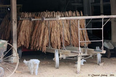 Curing-Tobacco-1936.jpg