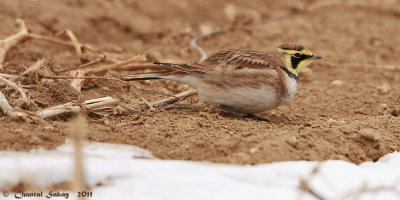 Horned-Lark-1797.jpg