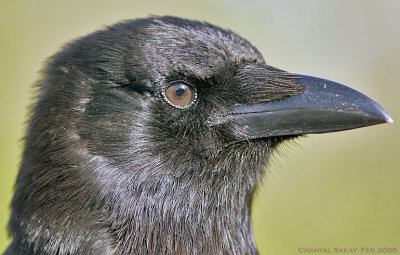 American Crow