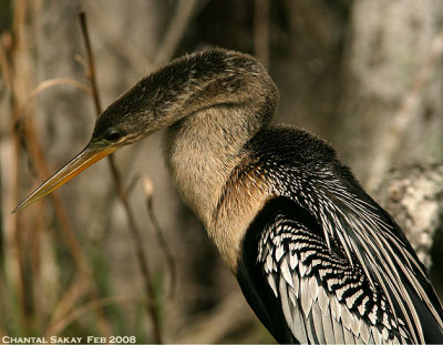 Anhinga