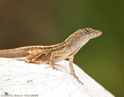 Anole Lizard