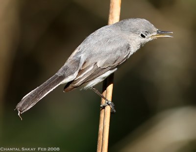 Blue-gray Gnatcatcher