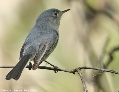 Blue-gray Gnatcatcher