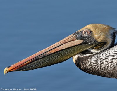 Brown Pelican