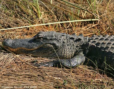 Alligator