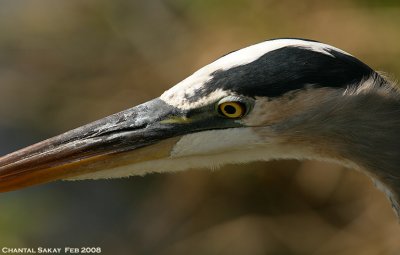 Great Blue Heron