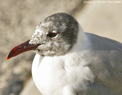 Laughing Gull