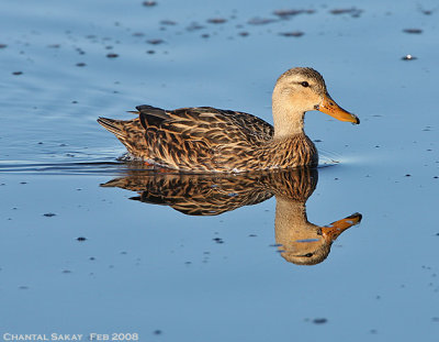 Mottled Duck