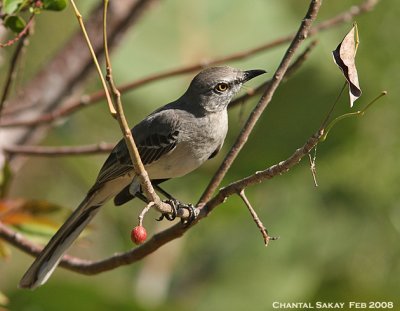 Northern Mockingbird