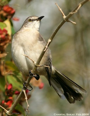 Northern Mockingbird