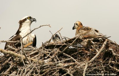 Osprey with Chicks